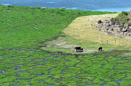 Kenya - Parc national Amboseli ©Shutterstock, eduard kyslynskyy