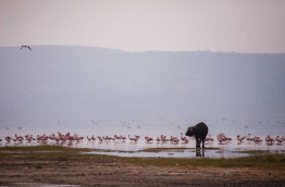 Kenya - Lake Nakuru ©Shutterstock, stanislavbeloglazov