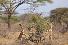Kenya - Samburu ©Shutterstock, marc turcan