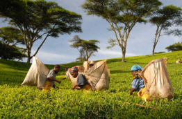 Malawi - Découverte du Sud du Malawi en version luxe - Tea Estate