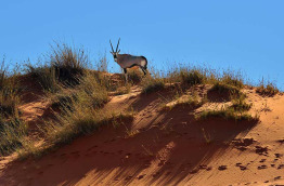 Namibie - Kalahari ©Shutterstock, Oleg Znamenskiy