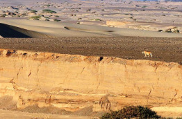 Namibie - Kaokoland - Lions du désert - Dr Flip Standers