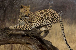 Namibie - Réserve naturelle d'Okonjima - AfriCat Foundation  ©Shutterstock, Steve Smith