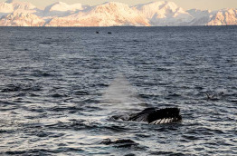 Norvège - Circuit Aventure arctique au Comté de Troms © Brim Explorer - Silent Whale Watching
