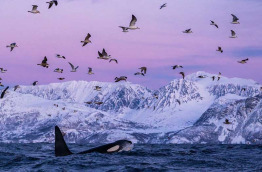 Norvège - Croisière baleines et orques © Visit Norway
