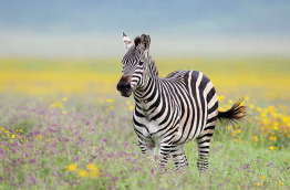 Tanzanie - Ngorongoro ©Shutterstock, michal jirous