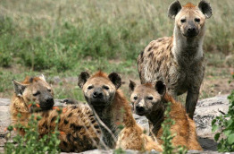 Tanzanie - Serengeti © Shutterstock, gudkov andrey