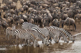 Tanzanie - Serengeti ©Shutterstock, photo africa sa