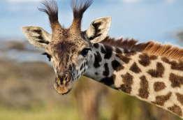 Tanzanie - Serengeti © Shutterstock, photocreo michal bednarek