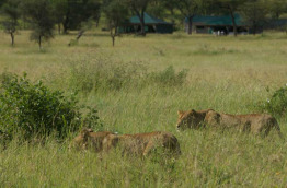 Tanzanie - Serengeti - Nimali Central Serengeti
