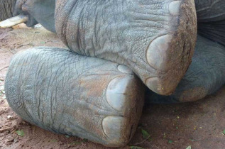 Afrique du Sud - Hazyview - Rencontre avec les éléphants
