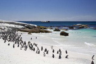 Afrique du Sud - Cape Town - Colonie de manchots - ©Shutterstock, Himanshu Saraf