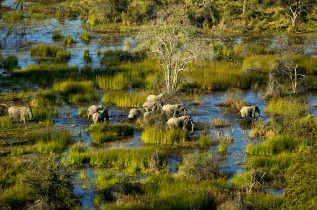 Botswana - Delta de l'Okavango ©Shutterstock, Suha Derbent