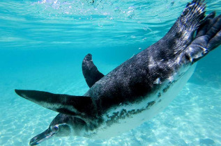 Equateur - Galapagos - Safari plongée d'île en île aux Galapagos © Michel Piccaya, Shutterstock