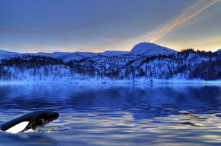 Norvège - Orques et aurores boréales