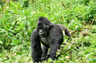 Ouganda - extension gorilles charme - Mahogany Springs Lodge 