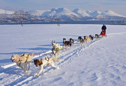 Norvège - Excursion Balade en traîneau à chiens © Bard Loken - www.nordnorge.com