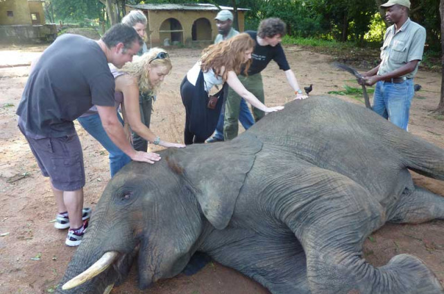 Afrique du Sud - Hazyview - Rencontre avec les éléphants
