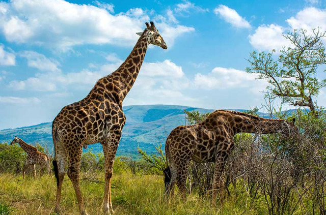 Afrique du Sud - Kwazulu Natal - Parc national de Hluhluwe-Imfolozi - ©Shutterstock, Lukasz Nycz
