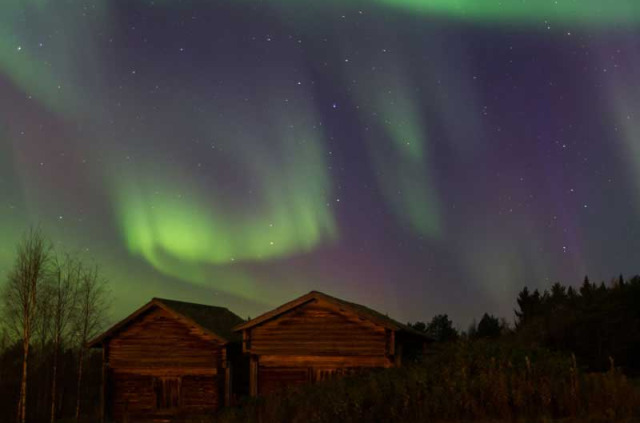 Finlande - La taiga en hiver - aurore boréale