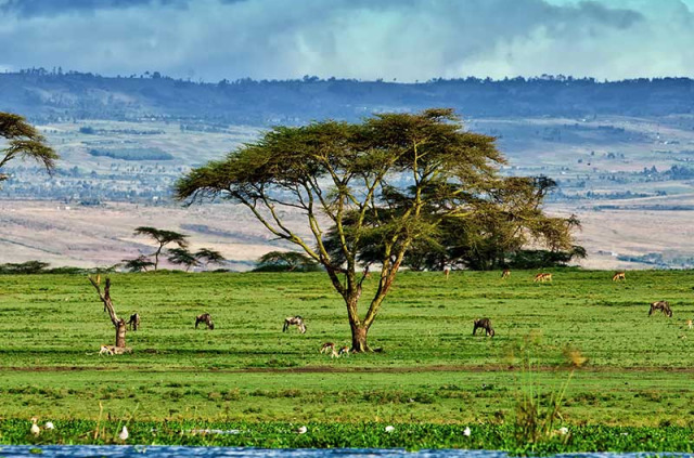 Kenya - Lake Naivasha - ©shutterstock, travel stock