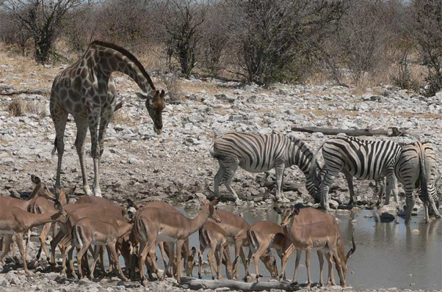 Namibie - Parc national d'Etosha ©Ute Von Ludwiger