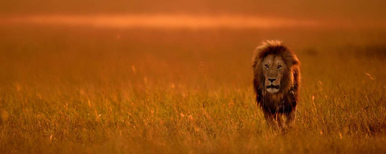 Masai Mara © Shutterstock - Varun Aditya