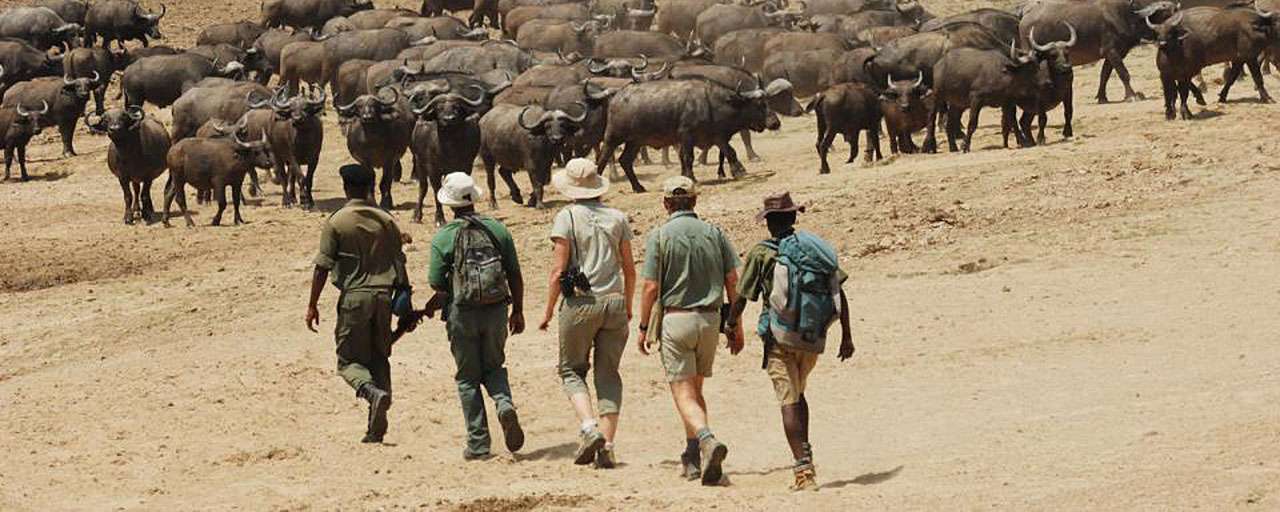 Safari à pied © Remote Africa