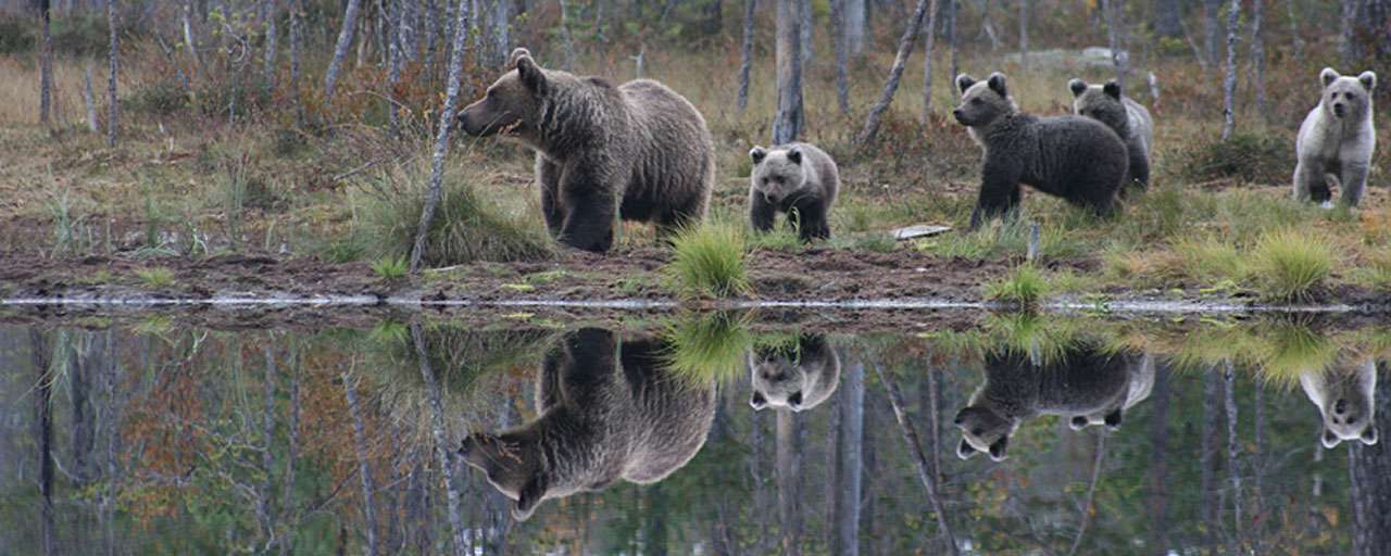 Ours en Finlande