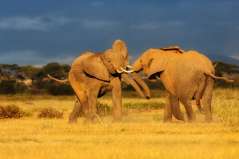 Kenya - Ciel d'orage sur Amboseli © Shutterstock - Maggy Meyer