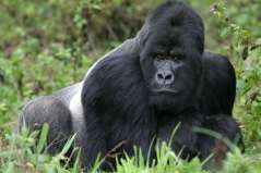 gorille du Rwanda