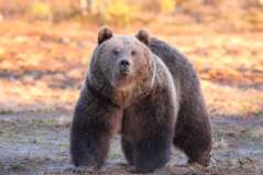 ours de Finlande