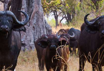 Chobe - Botswana © Shutterstock - 2630ben