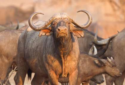 Kruger - Afrique du Sud © Shutterstock - e2dan