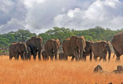 Hwange - Zimbabwe © Shutterstock - Paula French