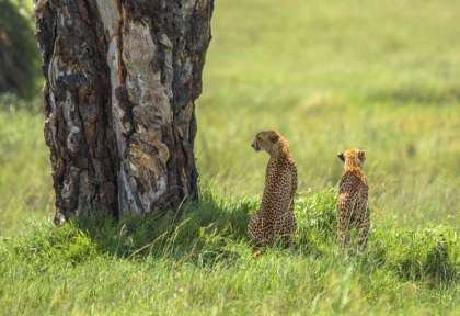 Tanzanie - Serengeti © Shutterstock - Eric Isselee