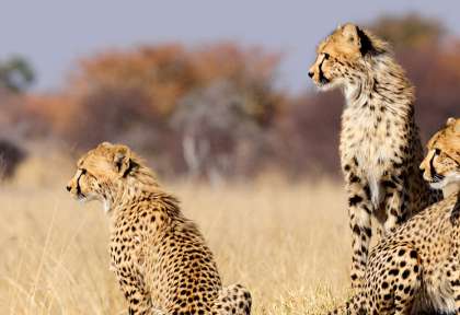 Tanzanie - Serengeti © Shutterstock - Hsrana