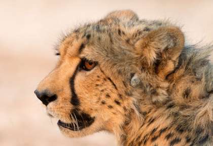 Zimbabwe - Hwange © Shutterstock - Stephanie Periquet