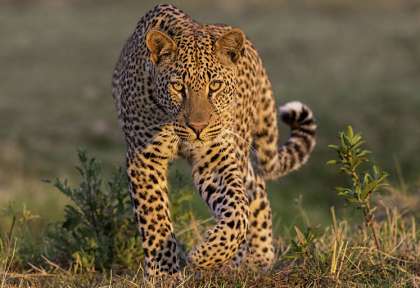 Hwange - Zimbabwe © Shutterstock - Martin Mecnarowski