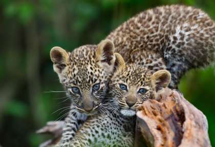 Linyanti - Botswana © Shutterstock - papa bravao