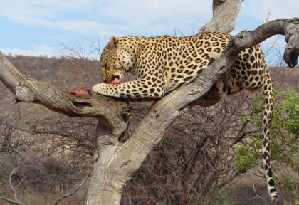 Masai Mara - Kenya © Shutterstock - Maggy Meyer