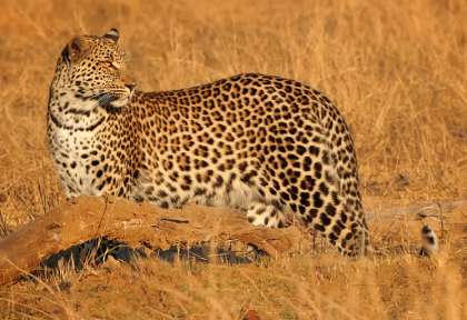 Linyanti - Botswana © Shutterstock - papa bravao