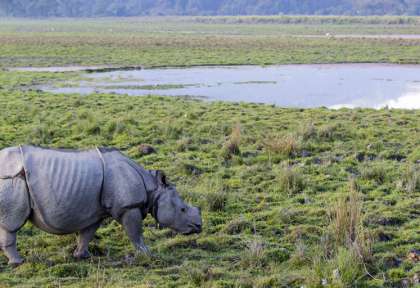 Etosha - Namibie © Shuterstock - 2630ben