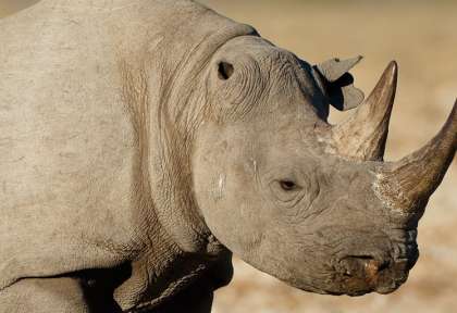 Rhinocéros unicorne - Kaziranga - Inde © Shutterstock - David Evison