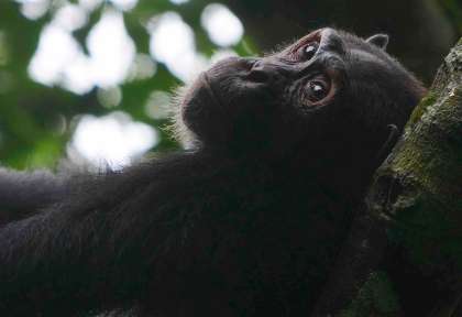 Congo - Parc national Nouabale Ndoki
©Sean Brogan