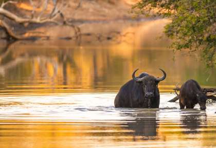 Buffles à Hluhluwe © Shutterstock - e2dan