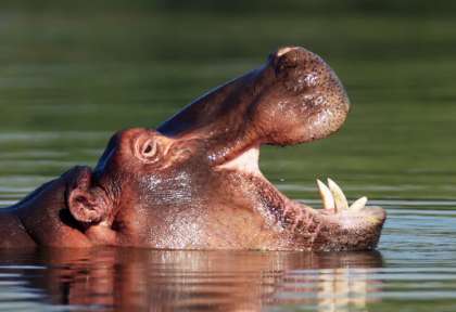 Léopard à Kruger © Shutterstock - Tony Campbell