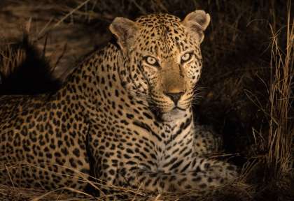 Léopard à Kruger © Shutterstock - Tony Campbell