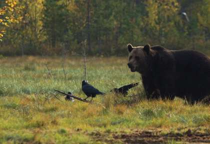 Ours en Finlande