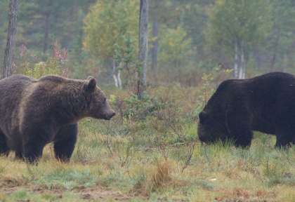 Ours en Finlande